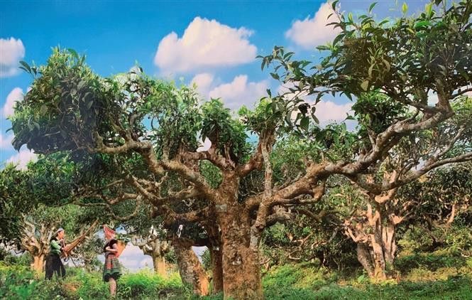 Phân biệt trà Shan Tuyết và trà Thái Nguyên Phân biệt trà Shan Tuyết và trà Thái Nguyên